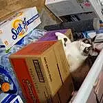 Cat, Felidae, Carnivore, Shipping Box, Packing Materials, Small To Medium-sized Cats, Whiskers, Box, Carton, Packaging And Labeling, Household Supply, Balinese, Pet Supply, Cardboard, Thai, Plastic, Package Delivery, Siamese, Paper Product, Domestic Short-haired Cat