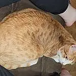 Cat, Felidae, Carnivore, Small To Medium-sized Cats, Comfort, Whiskers, Fawn, Wood, Tail, Snout, Domestic Short-haired Cat, Furry friends, Human Leg, Paw, Hat, Wrinkle, Terrestrial Animal, Nap, Claw, Sitting