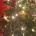 Christmas, Christmas Tree, Christmas Decoration, Tree, Christmas Ornament, Holiday, Fir, Event, Decor, Fête