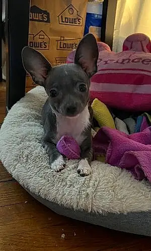 Name Chihuahua Dog Rosie