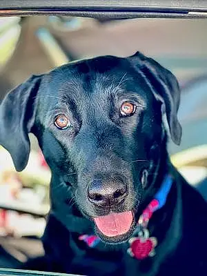 Name Labrador Retriever Dog Baylee