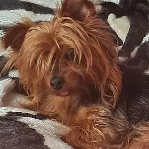 Name Yorkshire Terrier Dog Cutie