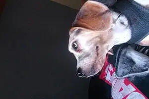 Name Beagle Dog Kimmy