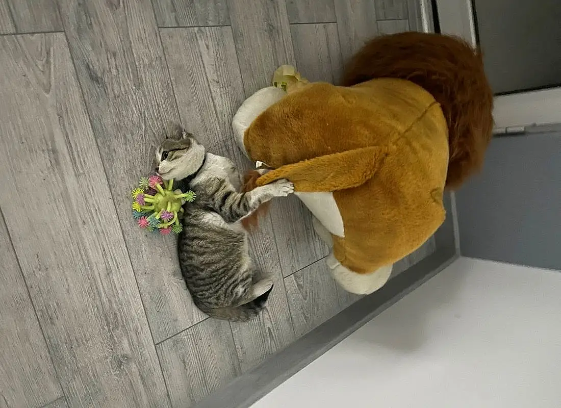 Wood, Comfort, Fawn, Plant, Glove, Felidae, Stuffed Toy, Tail, Linens, Furry friends, Hardwood, Sitting, Small To Medium-sized Cats, Room, Flower, Paper, Wool, Still Life Photography, Toy