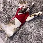 Carnivore, Dog, Fawn, Wood, Dog breed, Felidae, Companion dog, Snout, Dog Clothes, Small To Medium-sized Cats, Tail, Thigh, Human Leg, Grass, Soil, Leash, Paw, Furry friends, Terrestrial Animal, Domestic Short-haired Cat
