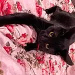 Cat, Felidae, Carnivore, Plant, Small To Medium-sized Cats, Grey, Comfort, Red, Bombay, Whiskers, Linens, Furry friends, Pattern, Domestic Short-haired Cat, Tail, Tree, Carmine, Black cats, Claw, Coquelicot
