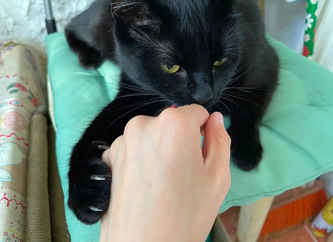 Cat, Eyes, Comfort, Felidae, Carnivore, Gesture, Finger, Iris, Whiskers, Nail, Small To Medium-sized Cats, Black cats, Snout, Lap, Bombay, Furry friends, Domestic Short-haired Cat, Claw, Thumb, Wrist