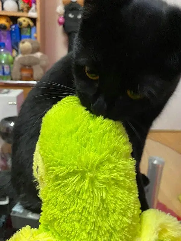 Photograph, Cat, Felidae, Yellow, Carnivore, Small To Medium-sized Cats, Headgear, Whiskers, Snout, Cap, Bombay, Furry friends, Domestic Short-haired Cat, Black cats, Plush, Toy, Wool