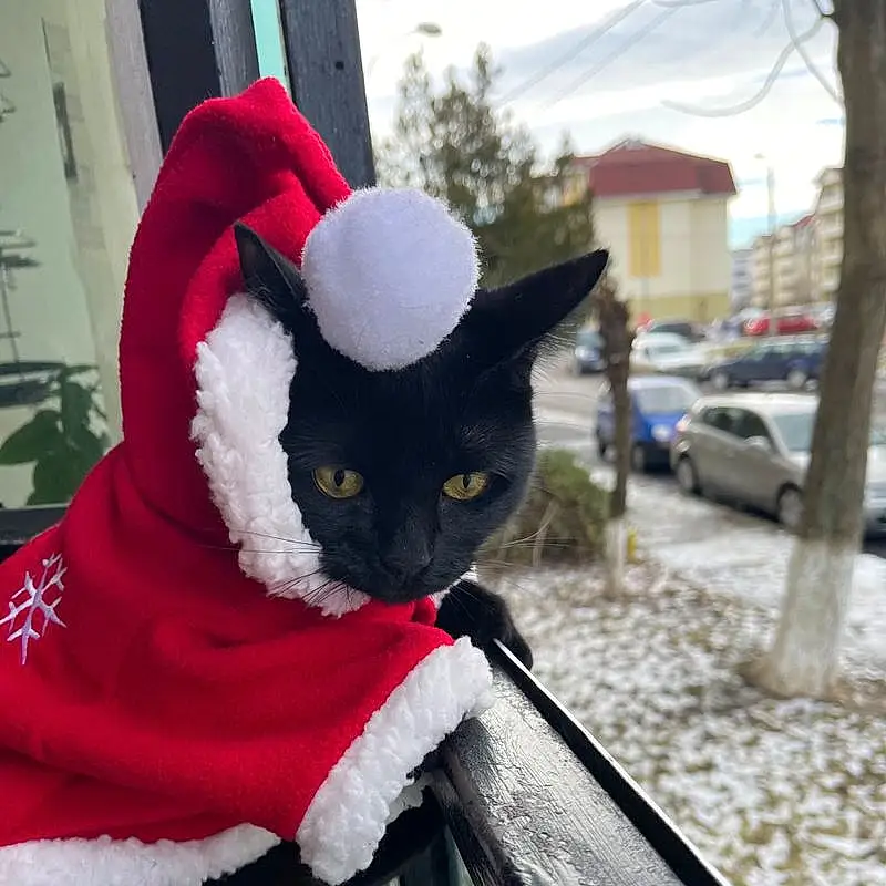 Cat, Carnivore, Tree, Felidae, Whiskers, Snow, Small To Medium-sized Cats, Car, Snout, Window, Costume Hat, Hat, Art, Tail, Wheel, Tire, Winter, Freezing, Furry friends, Fur Clothing