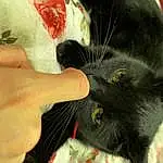 Cat, Ear, Carnivore, Felidae, Gesture, Finger, Whiskers, Small To Medium-sized Cats, Snout, Nail, Black cats, Domestic Short-haired Cat, Thumb, Furry friends, Claw, Paw, Bombay, Comfort, Carmine, Tail
