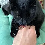 Hand, Cat, Eyes, Carnivore, Comfort, Ear, Gesture, Finger, Felidae, Nail, Small To Medium-sized Cats, Bombay, Whiskers, Black cats, Snout, Domestic Short-haired Cat, Thumb, Paw, Claw, Furry friends