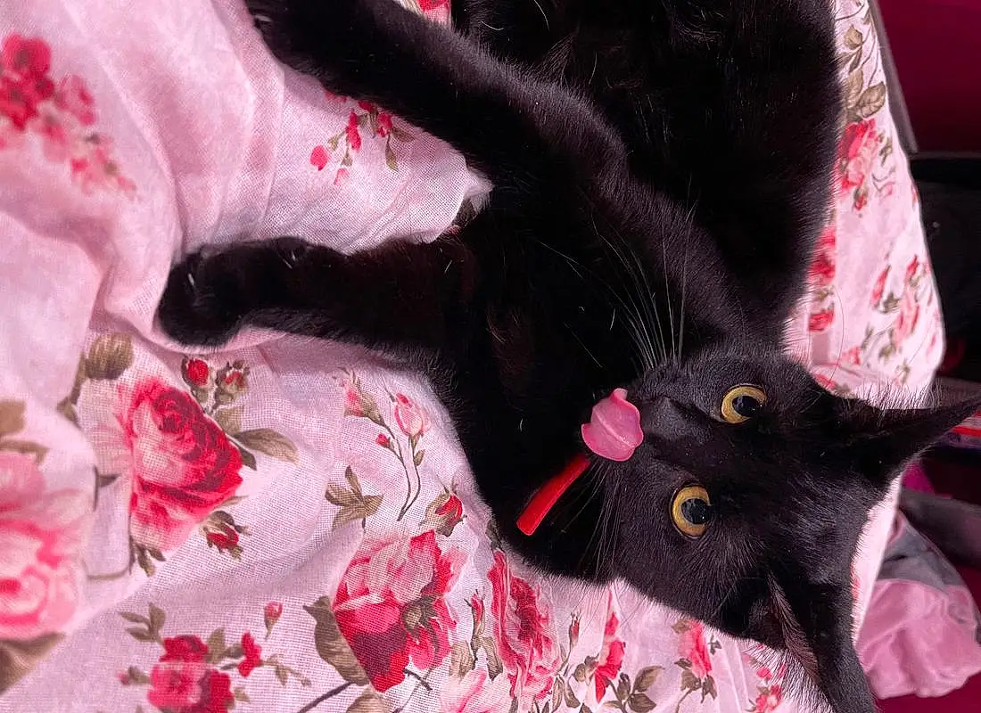 Plant, Carnivore, Felidae, Sleeve, Petal, Cat, Pink, Small To Medium-sized Cats, Magenta, Whiskers, Close-up, Flower, Linens, Furry friends, Tree, Pattern, Carmine, Black cats, Tail, Art