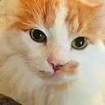 Eyes, Cat, Felidae, Carnivore, Small To Medium-sized Cats, Whiskers, Iris, Fawn, Snout, Window, Close-up, Furry friends, Domestic Short-haired Cat, Terrestrial Animal, Paw
