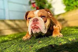 Bulldog Dog Bronson
