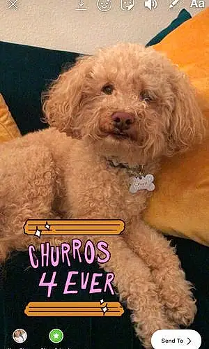 Name Dog Churro