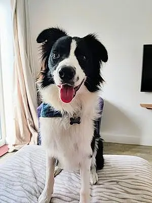 Name Border Collie Dog Loki