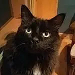 Cat, Black cats, Small To Medium-sized Cats, Whiskers, Felidae, Carnivore, Domestic Long-haired Cat, Bombay, Domestic Short-haired Cat, Nebelung, Snout, Eyes, Asian dog, Iris, Asian Semi-longhair, Kitten, Burmese, Polydactyl Cat