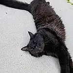 Cat, Small To Medium-sized Cats, Black cats, Felidae, Tail, Carnivore, Claw, Domestic Short-haired Cat, Furry friends, Nebelung, Whiskers, Kitten, Bombay