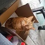 Cat, Comfort, Shipping Box, Felidae, Carnivore, Wood, Chair, Whiskers, Fawn, Small To Medium-sized Cats, Couch, Lap, Box, Luggage And Bags, Tail, Carton, Furry friends, Domestic Short-haired Cat, Cardboard, Room
