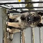 Dog breed, Carnivore, Fawn, Terrestrial Animal, Snout, Canidae, Furry friends, Fence, Claw, Wood, Hyena