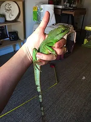 Name Iguana / Dragon Katara