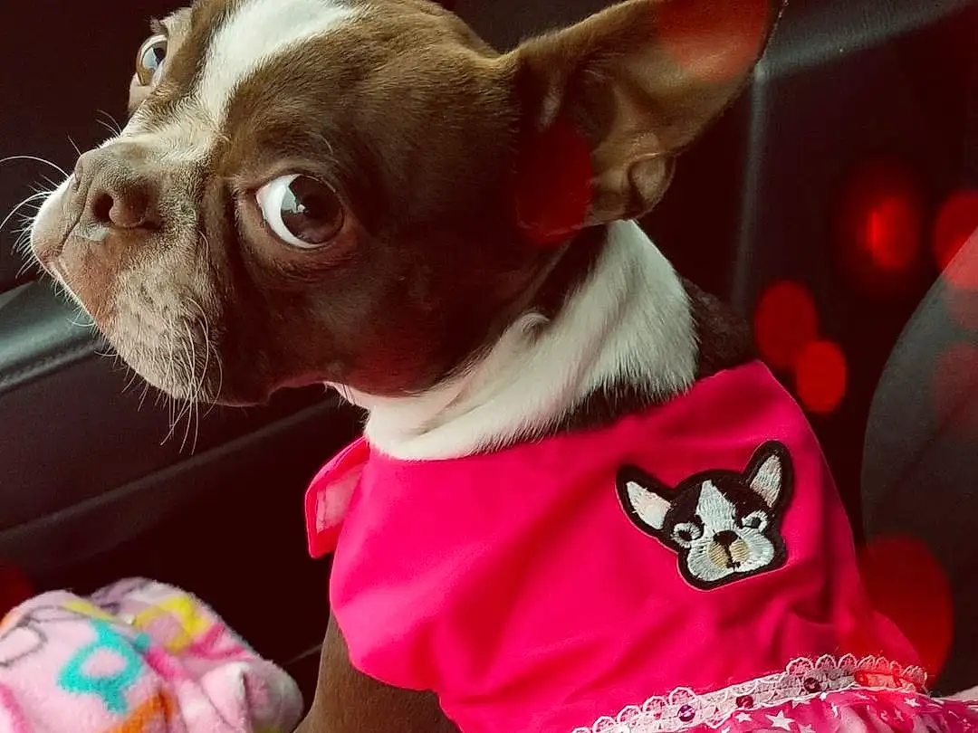 Dog, Ear, Sleeve, Dog breed, Pink, Carnivore, Working Animal, Baby & Toddler Clothing, Fawn, Whiskers, Red, Dog Supply, Companion dog, Snout, Toy Dog, Chihuahua, Collar, One-piece Garment, Magenta, Day Dress