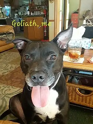 Name Pitt Bull Terrier Dog Goliath