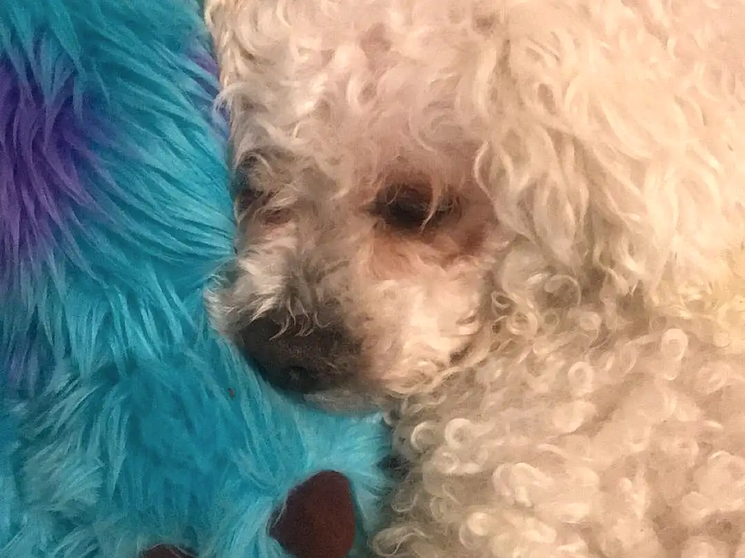 Dog, Carnivore, Dog breed, Teal, Turquoise, Aqua, Water Dog, Companion dog, Poodle, Snout, Canidae, Dog Supply, Working Animal, Toy Dog, Poodle Crossbreed, Goldendoodle, Natural Material, Bichon