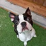 Dog, Dog breed, Carnivore, Working Animal, Grass, Companion dog, Fawn, Whiskers, Boston Terrier, Snout, Bulldog, Collar, Plant, Dog Collar, Wood, Canidae, Toy Dog, Molosser