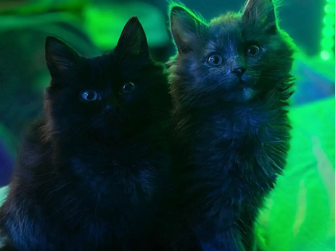 Cat, Green, Felidae, Carnivore, Small To Medium-sized Cats, Whiskers, Bombay, Black cats, Snout, Grass, Electric Blue, Tail, Domestic Short-haired Cat, Furry friends, Darkness, Terrestrial Animal, Night, Claw