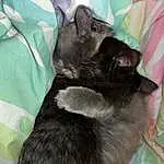 Cat, Carnivore, Felidae, Comfort, Dog breed, Grey, Small To Medium-sized Cats, Whiskers, Black cats, Domestic Short-haired Cat, Furry friends, Tail, Claw, Paw, Canidae, Cat Supply, Pet Supply, Terrestrial Animal, Nap