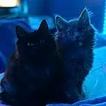 Cat, Blue, Felidae, Small To Medium-sized Cats, Carnivore, Whiskers, Electric Blue, Black cats, Snout, Domestic Short-haired Cat, Furry friends, Tail, Bombay, Freezing, Winter, Comfort, Darkness, Claw