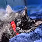 Cat, Comfort, Carnivore, Felidae, Small To Medium-sized Cats, Whiskers, Grey, Ear, Snout, Electric Blue, Black cats, Domestic Short-haired Cat, Furry friends, Claw, Nap, Paw, Terrestrial Animal, Sleep, Sky