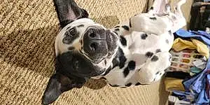 Name Dalmatian Dog Indigo