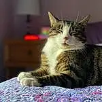 Cat, Felidae, Carnivore, Small To Medium-sized Cats, Whiskers, Comfort, Tree, Domestic Short-haired Cat, Furry friends, Lamp, Paw, Pattern, Linens, Sitting, Claw, Bedding, Bed