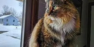 Name Maine Coon Cat Ginger
