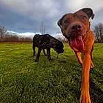 Sky, Cloud, Dog, Plant, Dog breed, Carnivore, Working Animal, Grass, Fawn, Grassland, Companion dog, Landscape, Meadow, Snout, Tree, Prairie, Field, Dog Sports, Canidae