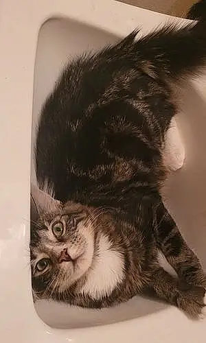 Tabby Cat Apollo
