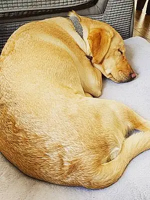 Name Labrador Retriever Dog Hollie