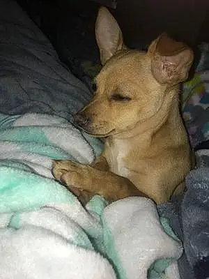 Name Chihuahua Dog Chica