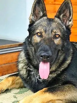 Name German Shepherd Dog Baron