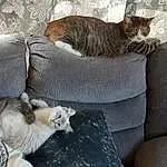 Cat, Comfort, Couch, Grey, Felidae, Carnivore, Fawn, Whiskers, Small To Medium-sized Cats, Snout, Tail, Studio Couch, Domestic Short-haired Cat, Furry friends, Living Room, Linens, Nap, Cat Supply, Companion dog, Wood
