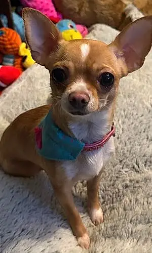 Name Chihuahua Dog Duchess