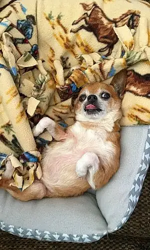 Name Chihuahua Dog Braxton