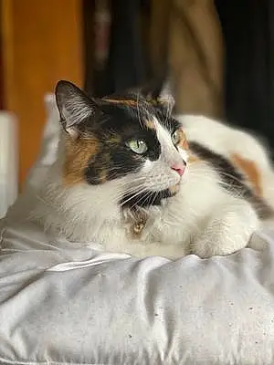 Name Turkish Angora Cat Elvira