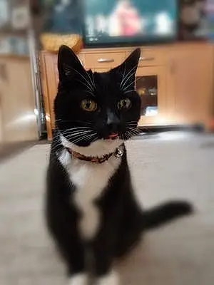 British Shorthair Cat Cat Cat