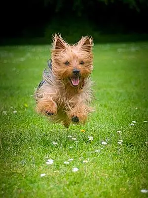 Yorkshire Terrier Dog Wilson