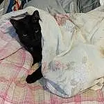Cat, Comfort, Carnivore, Felidae, Fawn, Small To Medium-sized Cats, Whiskers, Dog breed, Tail, Linens, Furry friends, Companion dog, Bedding, Domestic Short-haired Cat, Pattern, Canidae, Couch, Nap, Bed Sheet