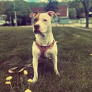 Name American Staffordshire Terrier Dog Autumn