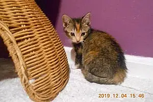 Name American Shorthair Cat Jemma